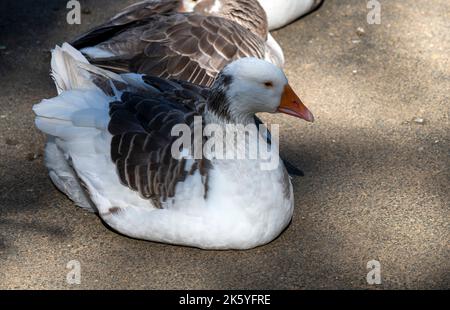 Close -up of a Domestic goose sp. (Domestic type) Anser sp. (Domestic type) at Featherdale Wildlife Park in Sydney, New South Wales, Australia. (Photo Stock Photo