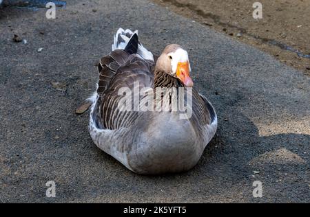 Close -up of a Domestic goose sp. (Domestic type) Anser sp. (Domestic type) at Featherdale Wildlife Park in Sydney, New South Wales, Australia. (Photo Stock Photo