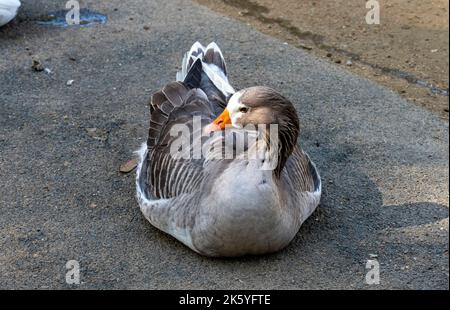 Close -up of a Domestic goose sp. (Domestic type) Anser sp. (Domestic type) at Featherdale Wildlife Park in Sydney, New South Wales, Australia. (Photo Stock Photo