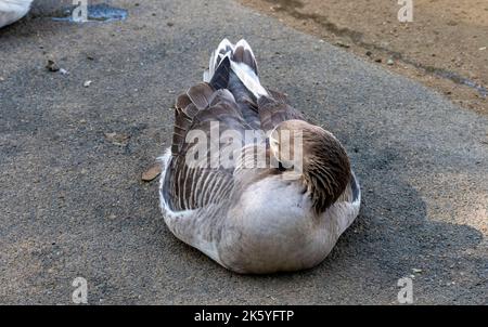 Close -up of a Domestic goose sp. (Domestic type) Anser sp. (Domestic type) at Featherdale Wildlife Park in Sydney, New South Wales, Australia. (Photo Stock Photo