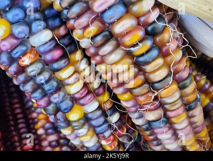 Closeup of the colorful dried Indian corns for Fall decoration Stock Photo