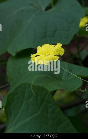 angled luffa plant flower, luffa acutangula, also known as ridged gourd or chinese okra, tropical climbing herb blossom on natural garden background