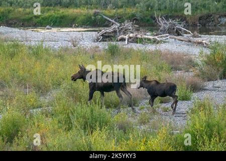 Grand Teton National Park, Wyoming, USA.  Mother moose and calf by the Snake River Stock Photo
