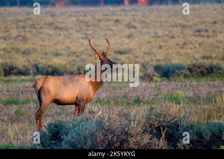 Grand Teton National Park, Wyoming, USA.   Young bull elk Stock Photo