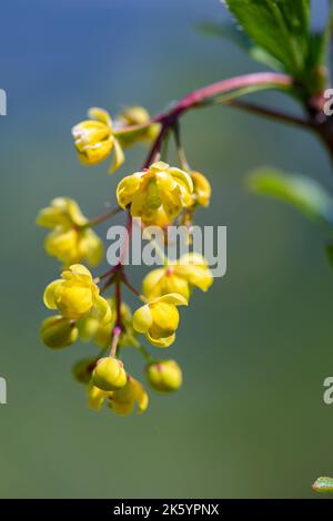Berberis vulgaris flower growing in meadow, close up Stock Photo