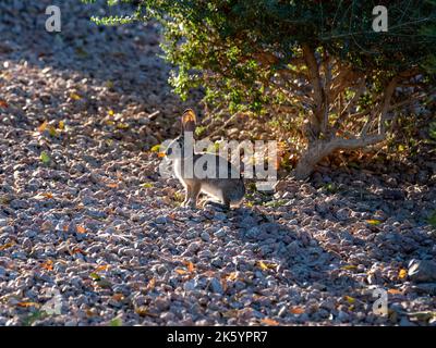A wild hare soaks in the early morning sun after a chilly night in the desert Stock Photo