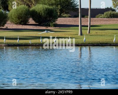 Many diverse bird species such as Great Blue Heron, Double-crested Cormorants, Great Egrets and Cattle Egrets gather at a pond on a beautiful day Stock Photo