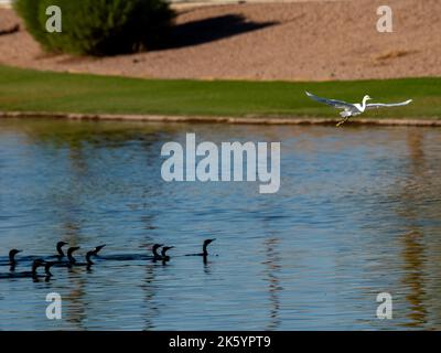 Many diverse bird species such as Great Blue Heron, Double-crested Cormorants, Great Egrets and Cattle Egrets gather at a pond on a beautiful day Stock Photo