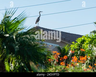 Many diverse bird species such as Great Blue Heron, Double-crested Cormorants, Great Egrets and Cattle Egrets gather at a pond on a beautiful day Stock Photo