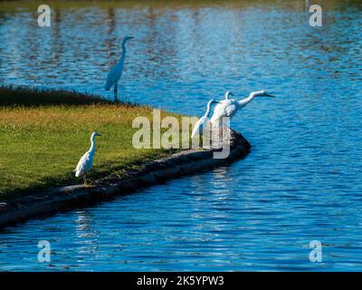 Many diverse bird species such as Great Blue Heron, Double-crested Cormorants, Great Egrets and Cattle Egrets gather at a pond on a beautiful day Stock Photo