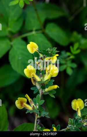 Cytisus hirsutus flower growing in forest, close up Stock Photo