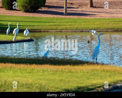 Many diverse bird species such as Great Blue Heron, Double-crested Cormorants, Great Egrets and Cattle Egrets gather at a pond on a beautiful day Stock Photo