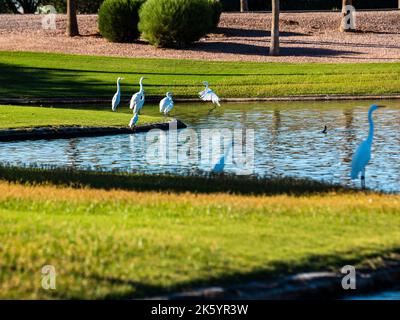 Many diverse bird species such as Great Blue Heron, Double-crested Cormorants, Great Egrets and Cattle Egrets gather at a pond on a beautiful day Stock Photo