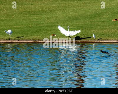 Many diverse bird species such as Great Blue Heron, Double-crested Cormorants, Great Egrets and Cattle Egrets gather at a pond on a beautiful day Stock Photo