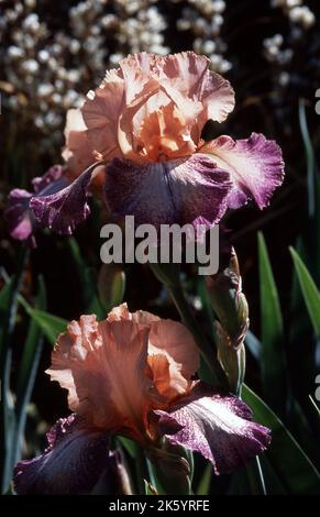 APRICOT & MAUVE BEARDED IRISES GROWING IN A COUNTRY GARDEN, AUSTRALIA. Stock Photo