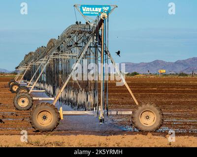 Birds congregate around a large field irrigation machine as it sprinkles water into an arid field, soon to be ripe with cotton Stock Photo