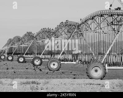 Birds congregate around a large field irrigation machine as it sprinkles water into an arid field, soon to be ripe with cotton Stock Photo