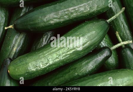 HARVESTED LEBANESE OR BURPLESS CUCUMBER (CUCUMIS SATIVUS) Stock Photo