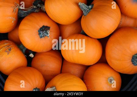 Many Mini Pumpkins. Overhead horizontal Stock Photo