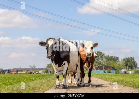 Group of cows together walking on a path to the milking parlor, happy and joyful on sunny day at a blue cloudy sky, electricity wire in the air Stock Photo