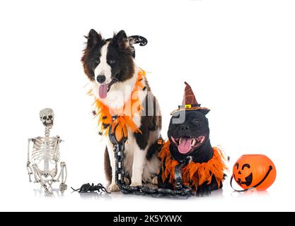 dogs and halloween in front of white background Stock Photo