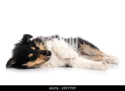 puppy Rough Collie in front of white background Stock Photo
