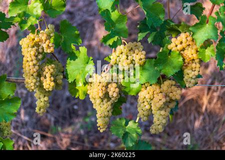 From above green vines with ripe white grapes hanging over ground covered with hay on sunny day on vineyard Stock Photo