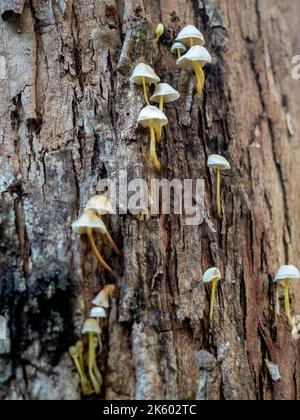 Mycena epipterygia Fungi growing from tree bark, Tranjil Bren, Australia Stock Photo