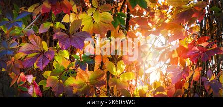 colorful autumn leaves background. banner Stock Photo