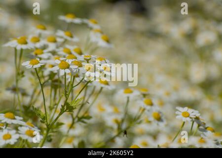 beautiful spring flowers in garden natural background Stock Photo