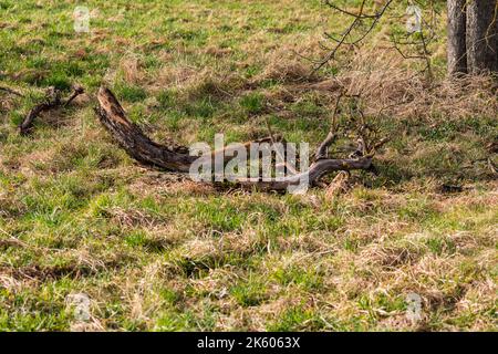 After the strong winds in winter, there are damage to the trees in a meadow Stock Photo