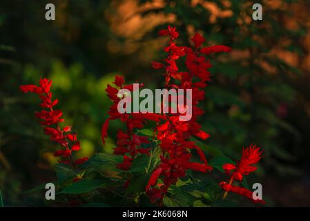 Salvia coccinea flowers, beautiful red splendens scarlet sage blooming in the garden. divinorum plant   nemorosa Natural fresh background sunlight Stock Photo