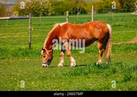 A distinctive and well-groomed red-brown horse grazes in a pasture against a beautiful backdrop Stock Photo