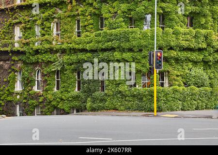 Building covered in ivy Stock Photo