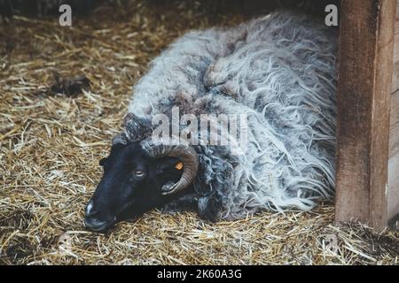 Sheep yard. Rest time. Natural farming. Lonely tired lamb with black white wool laying on hay ground. Stock Photo