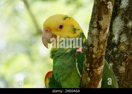 Portrait of beautiful Yellow-headed Amazon Parrot in Mexico on green blurry background behind the branch Stock Photo