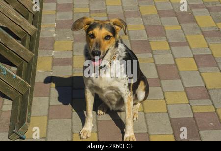 Nice portrait of mixed breed female  three colored dog sitting on pamenmet and looking up Stock Photo