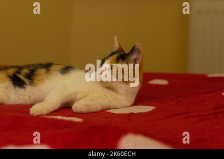 Portrait of three colored female cat lying on the red blanket on sofa Stock Photo