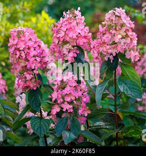 HYDRANGEA PANICULATA 'BRUSSELS LACE' Stock Photo - Alamy