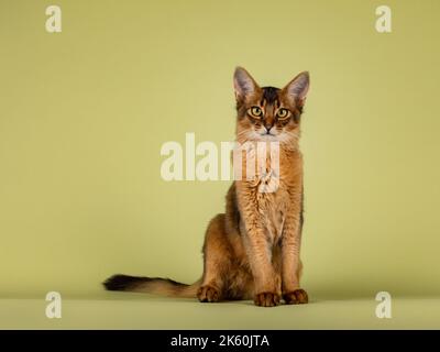 Cute ruddy Somali cat kitten, sitting up facing front. Looking towards camera. Isolated on a soft green background. Stock Photo
