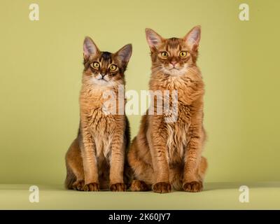 2 Cute sorrel and ruddy Somali cat kittens, sitting up facing front. Looking towards camera. Isolated on a soft green background. Stock Photo