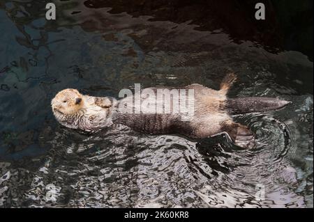 Sea Otter (Enhydra lutris lutris), Inside Passage, North America Stock Photo
