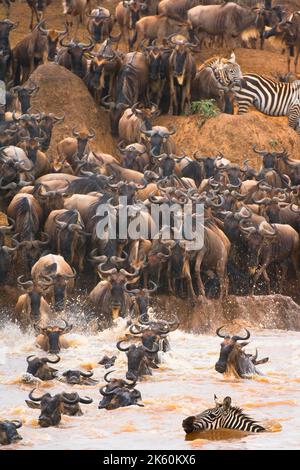 White-bearded gnus or Blue wildebeest crossing the Mara river, Connochaetes taurinus; Masai Mara National Park, Kenya Stock Photo