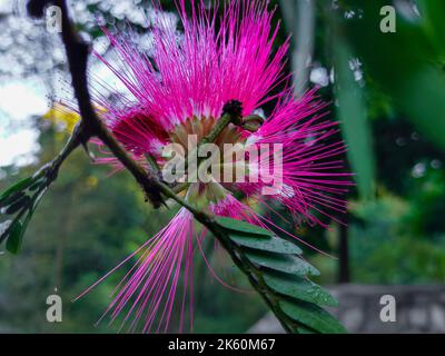 Leaves and flowers of Albizia julibrissin, the Persian silk tree, pink silk tree, or mimosa tree. Uttarakhand India. Stock Photo