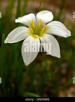 A single white bloom of zephyranthes candida. Stock Photo