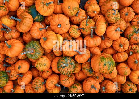 Many small orange 'Jack Be Little' pumpkins Stock Photo