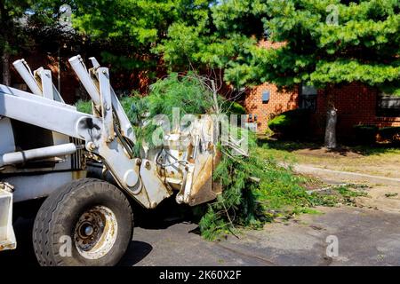 After hurricane tractor is used to remove broken branches from trees Stock Photo
