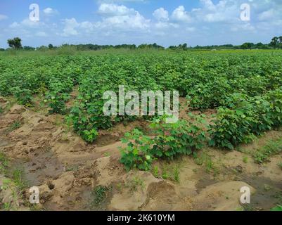 A Beautiful Shot Of Indian Village BT Cotton Plant In Farm With Sky Cloud Stock Photo
