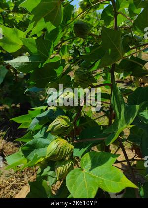 A Beautiful Closeup Shot Of Indian Village Farm  In BT Cotton Flowers Plant Stock Photo