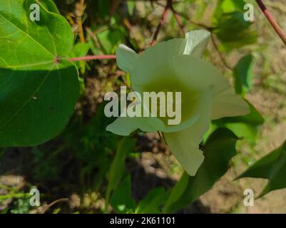 A Beautiful Closeup Shot Of Indian Village Farm  In BT Cotton Flowers Plant Stock Photo